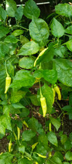 Hot pepper plant