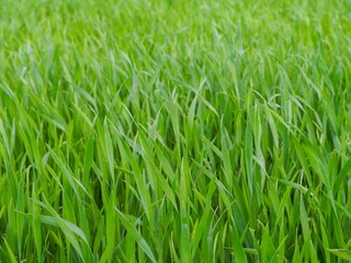 Fototapeta premium Closeup of the intense green grass in the field