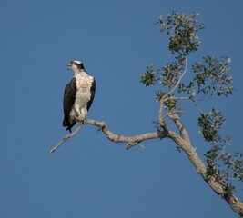 Gray osprey perched atop a tree, looking downwards with its beady eyes
