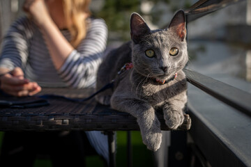 A cute russian blue cat - 731675306
