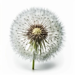 AI generated illustration of a dandelion seed isolated on white background