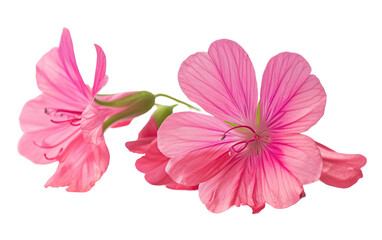 Vibrant Geranium Blossom Beauty on Transparent Background, PNG,