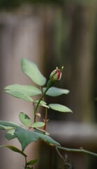 Vertical shallow focus of a garden red rose bud