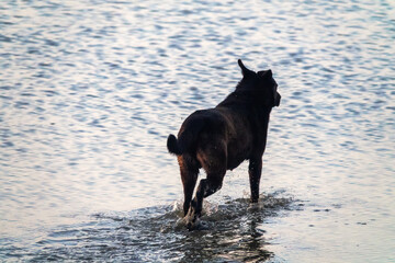 A stray dog resolutely forces the reservoir - obrazy, fototapety, plakaty