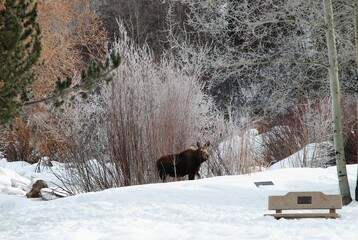 a moose walking through the woods in the snow behind trees