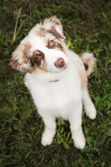australian shepherd puppy dog sitting in green grass looking up at the camera head tilting