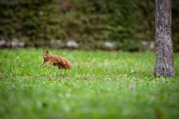 Obraz premium Closeup shot of a red squirrel jumping in the green grass and looking at the camera