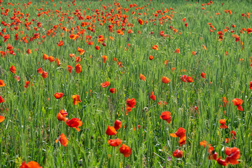 Red field. Vast fields of blooming poppies on the northern coast of the Black Sea, in the spring steppe. Copper rose (Papaver rhoeas)