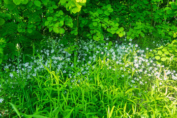 A curtain of bloom Wood stitchwort (Stellaria nemorum) on the edge of a deciduous forest (aspen undergrowth). The southern coast of the Baltic Sea