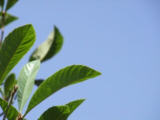 Closeup of beautiful long tree leaves of a tree under sunlight against a bright blue sky