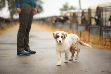 australian shepherd puppy dog standing at a cattle farm surrounded by holstein calves