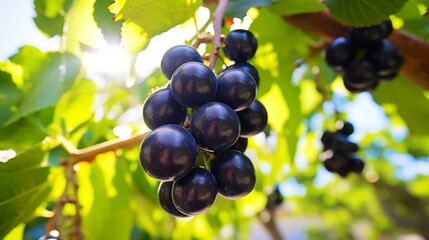 Ripe grapes hanging on the vine with sunlight filtering through leaves