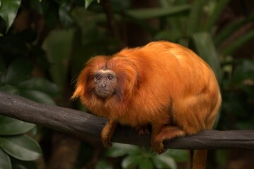 Obraz premium Golden lion tamarin perching on wood