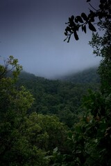 Dense green trees in a foggy forest