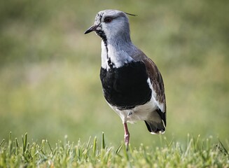 Fototapeta premium Close-up shot of a one-leg Vanellus chilensis standing on a grass