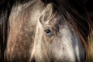 Close-up shot of a blue-eyed horse