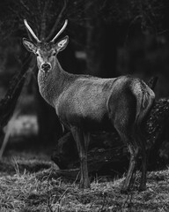 Black and white of a young elegant white-tailed deer in a dark forest