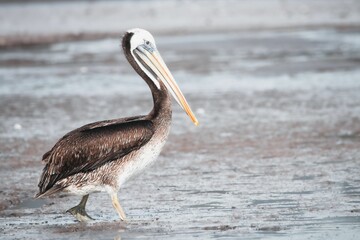 Majestic brown and white pelican bird perched on the edge of a tranquil lake