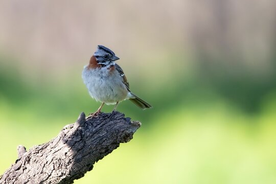 a brown, white and blue bird chincol sitting on a branch