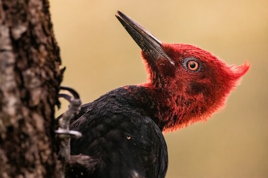 a red headed woodpecker standing next to a tree trunk