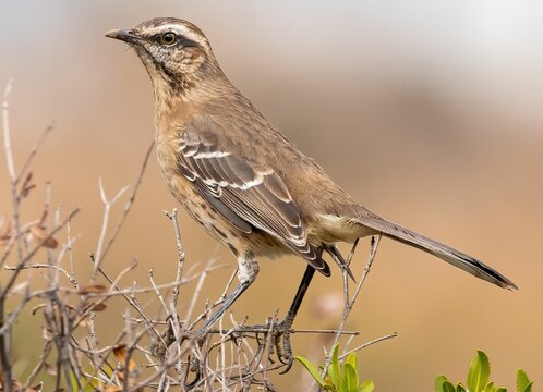 a bird that is standing on a branch in the grass