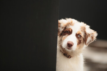australian shepherd puppy dog sitting next to a dark wall