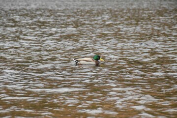 Mallard duck gracefully gliding on the surface of a lake in Wicklow Mountains, Ireland.