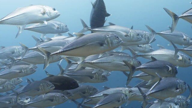 School of Trevally, jackfish over the Coral Reef in the Komodo Archipelago in Indonesia