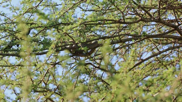 Birds alert to the female boomslang.