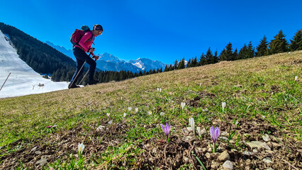 Hiker woman on field of white and purple crocuses flowers in full bloom on idyllic alpine meadow on...