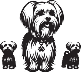 Maltese dog silhouette in black color.