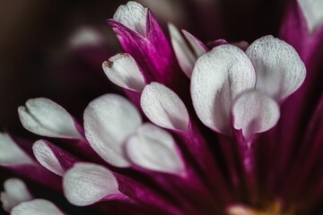 Closeup of blooming flower petals