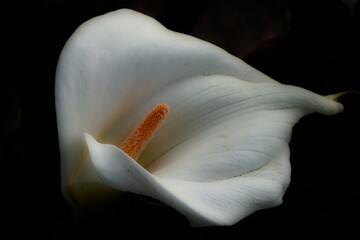 Blooming white calla lily flower