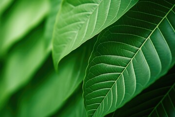 Tropical leaves create natural macro background