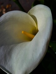 Closeup of the beautiful Calla lily flower growing in the garden