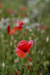 Field of red poppies in bright evening light. Poppies in the field at sunset. - 731690799
