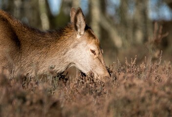 a deer eating in a field of dry grass and trees