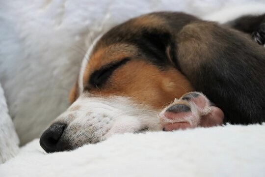 a beagle is resting his head on the side of a white sofa