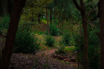Trees in the forest. 