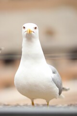 Selective focus of a seagull under the sunlight with a blurry background