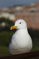 Selective focus of a seagull under the sunlight with a blurry background