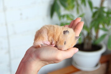 Syrian hamster sleeps in the hand of the owner