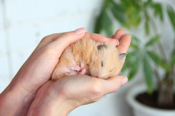 Syrian hamster sleeps in the hand of the owner