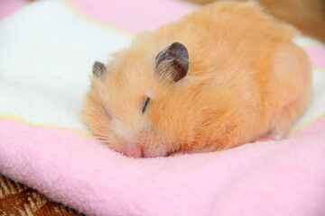 Cute Syrian hamster sleeps on the pink blanket