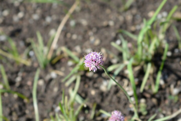 Portuguese onion flower
