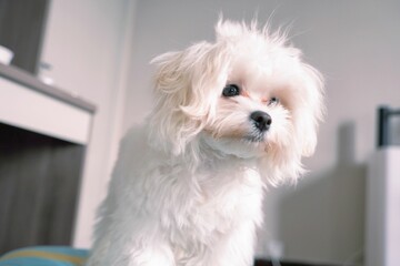 Cute fluffy white puppy in the house