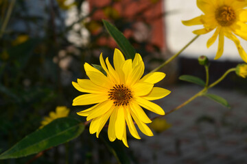 Jerusalem artichoke flower