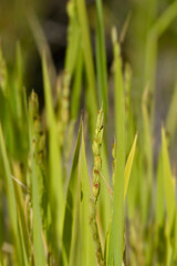 Common rice