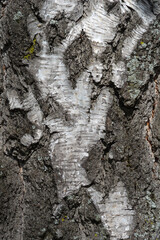 Common birch bark detail
