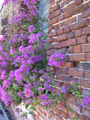 Red brick wall with violet blossoms and green plants on the Island of Antigua in the Caribbean Sea